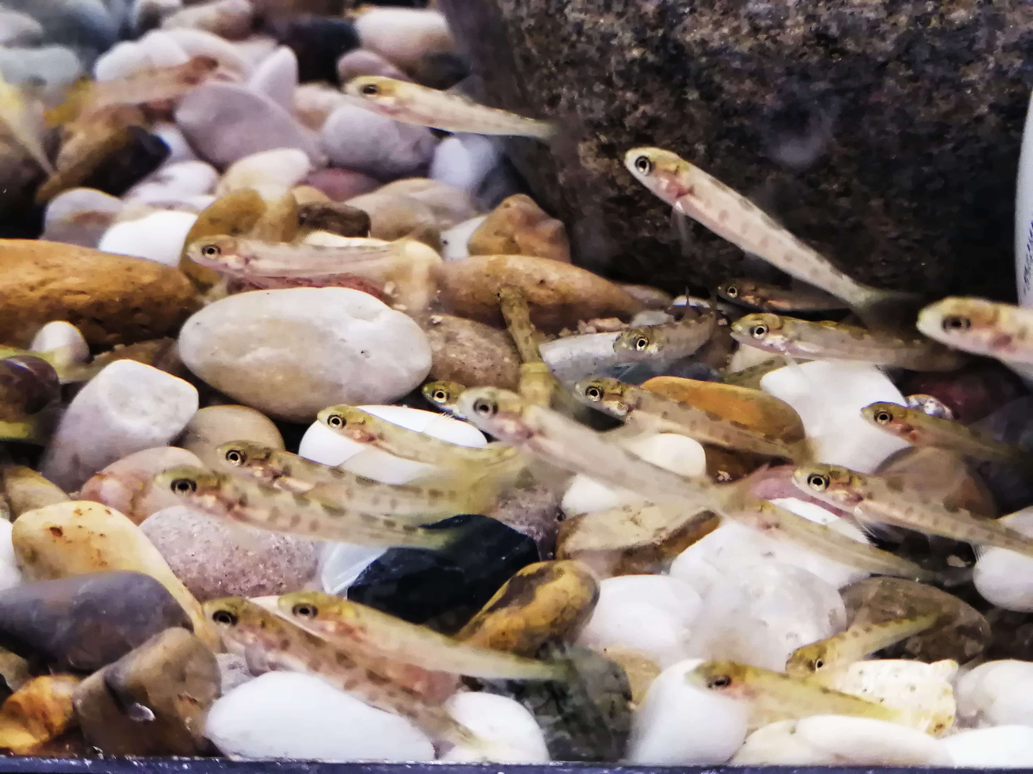 La FQSA à l'affût de projets