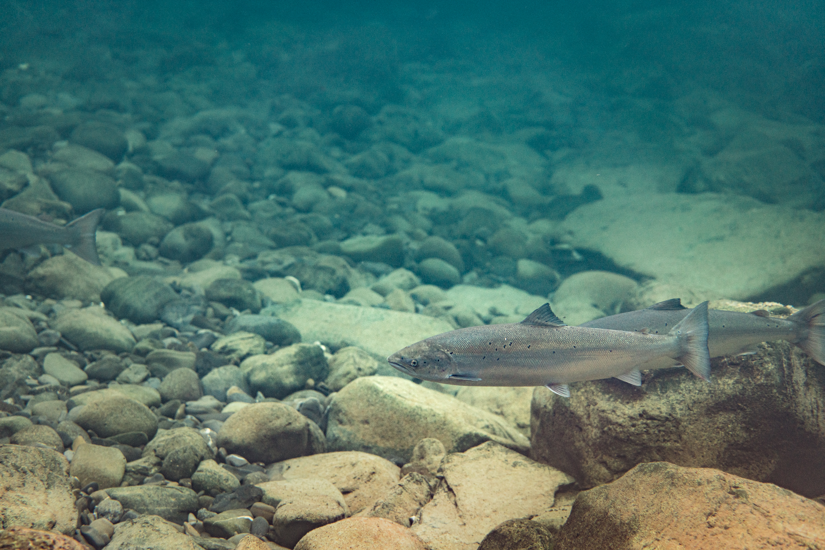 Projet de loi 88 : La FQSA en commission parlementaire