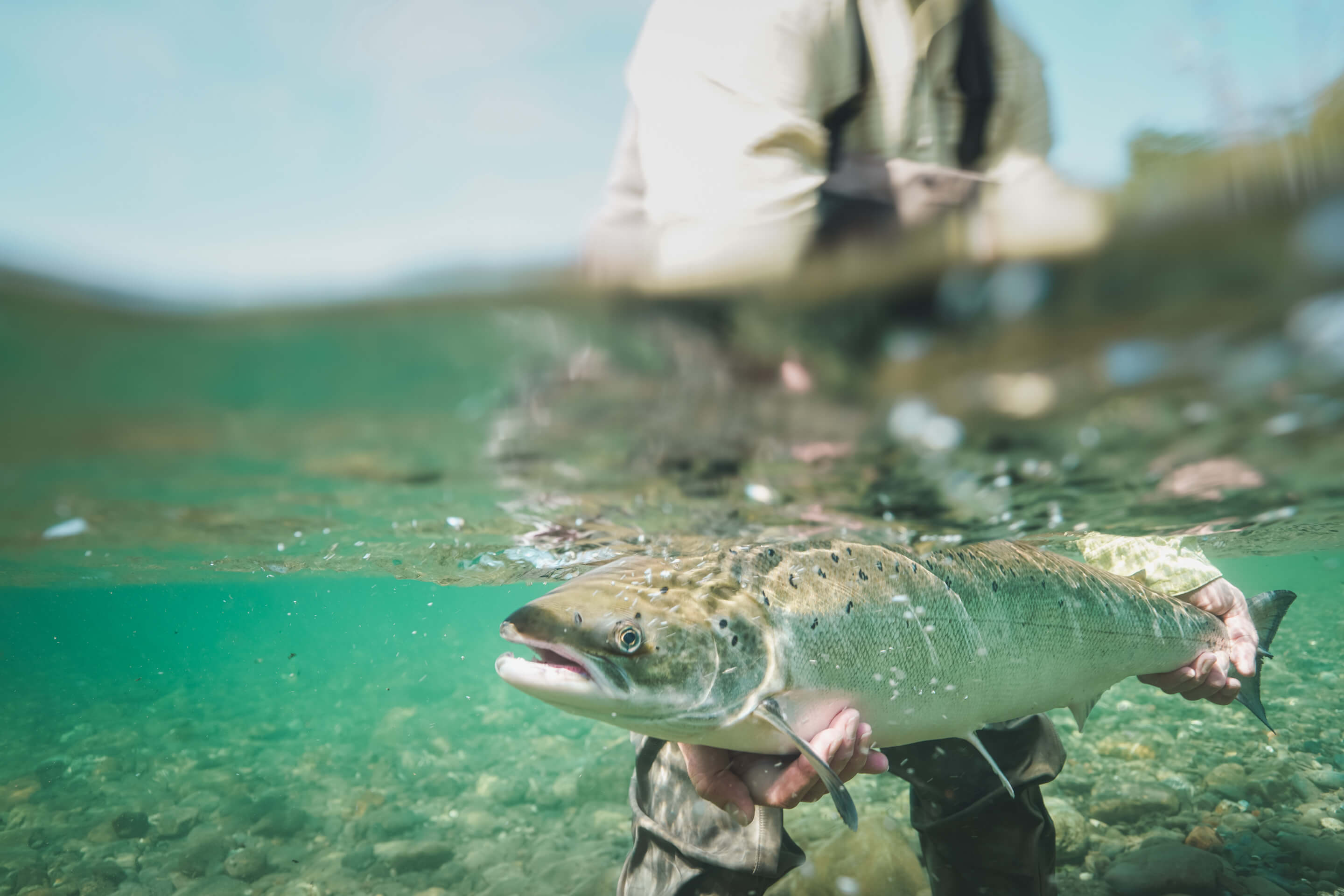 RÉTENTION DES GRANDS SAUMONS DANS CERTAINES RIVIÈRES DU QUÉBEC